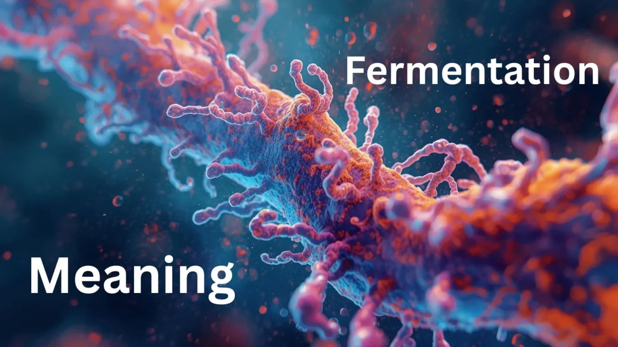 Fermentation Meaning