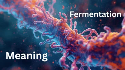 Fermentation Meaning